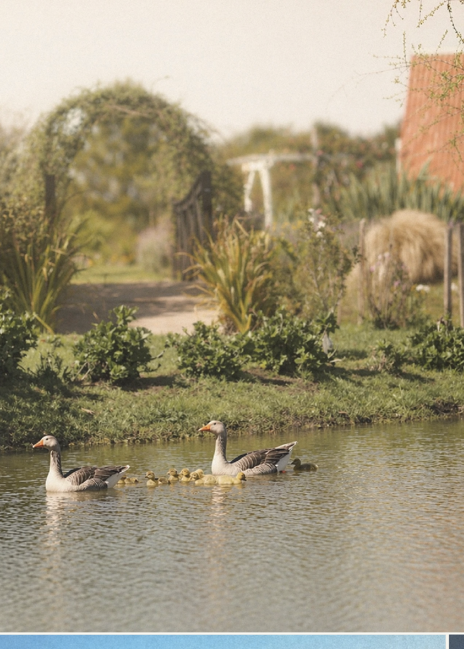 Gansos e filhotes passeando no lago